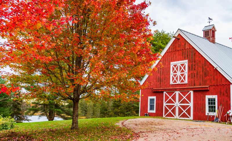 Fall Barn Painting